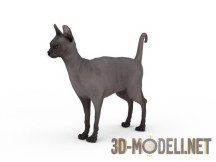 3d-модель Кошка породы сфинкс