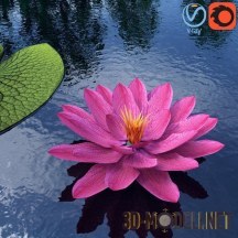 3d-модель Раскрытый цветок лотоса