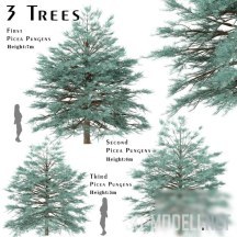 Три дерева Picea Pungens