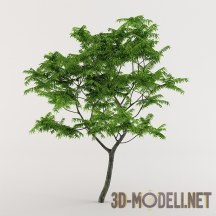 3d-модель Дерево