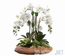 3d-модель Орхидея Phalaenopsis Silk
