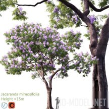 3d-модель Дерево Жакаранда мимозолистная