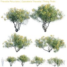 3d-модель Растение Теветия перуанская