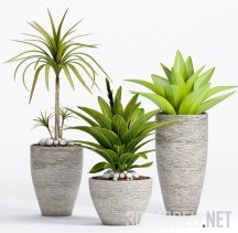 3d-модель Экзотические растения в горшках в этно-стиле