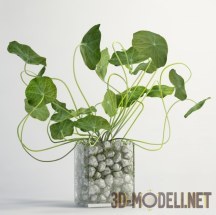 3d-модель Растение в прозрачном горшке