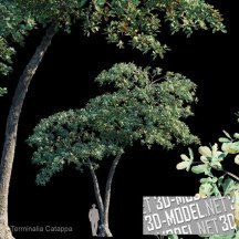 3d-модель Дерево Терминалия катаппа (Индийский миндаль)