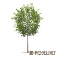 3d-модель European Rowan (Sorbus aucuparia)