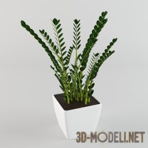 3d-модель Растение замеокулькас