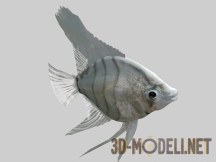 3d-модель Рыбка скалярия