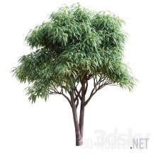 3d-модель Лиственное дерево с фруктами – мушмула