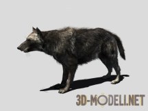 3d-модель Черный волк с анимациями