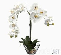 3d-модель Белая орхидея Фаленопсис в стеклянной вазе