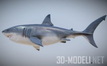 3d-модель Ископаемая акула Мегалодон