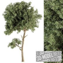 3d-модель Небольшое хвойное дерево