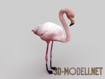 3d-модель Фламинго