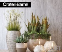 Растения в горшках Crate&Barrel