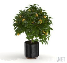 3d-модель Небольшое лимонное деревце в горшке