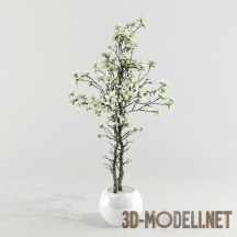 3d-модель Деревце с белыми цветами