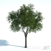 Лиственное зеленое дерево