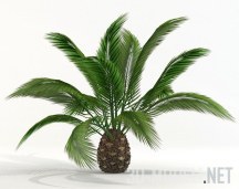 Пальма Феникс (Финиковая пальма)