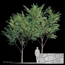 3d-модель Два дерева Коримбии красиволистной