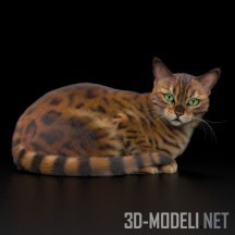 3d-модель Кот бенгальский, лежащий