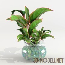 Зеленое растение в стеклянной вазе с шариками
