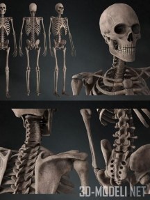 3d-модель Человеческий скелет