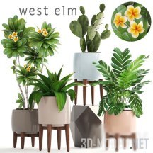 Горшки West elm с разными растениями