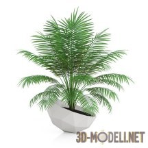 Финиковая пальма с сочными перистыми листьями