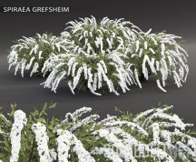 Растение спирея Grefsheim