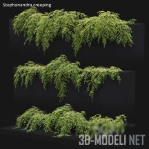 3d-модель Растение Stephanandra incisa Crispa