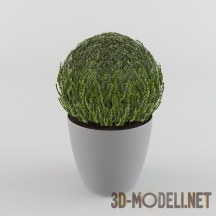 3d-модель Шарообразное комнатное растение
