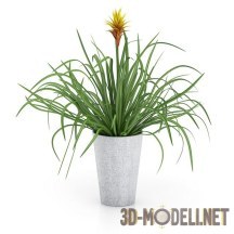 3d-модель Растение семейства бромелиевых