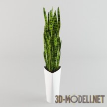 3d-модель Горшечное растение Сансевьерия