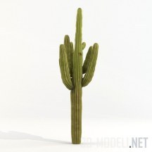 3d-модель Кактус carnegiea gigantea