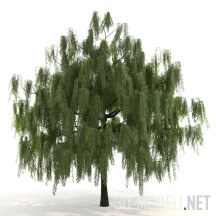 3d-модель Белая ива Salix alba