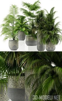 3d-модель Коллекция пальмовых растений