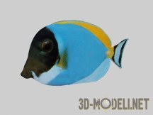 3d-модель Рыба