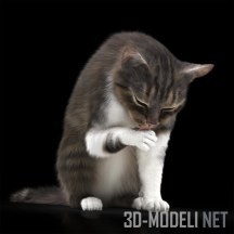 3d-модель Сидящий кот