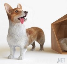 3d-модель Собака корги и домик от Natural slow