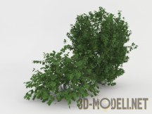 3d-модель Куст среднего размера