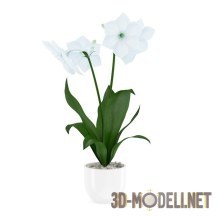 3d-модель Крупный белый цветок в горшке