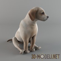 3d-модель Гладкошерстный щенок