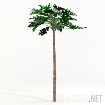 3d-модель Дерево папайя