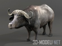 3d-модель Африканский буйвол