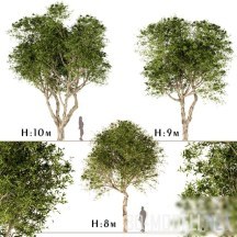 Набор широколистных деревьев Paperbark