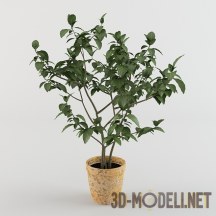 3d-модель Гибискус или «китайская роза»