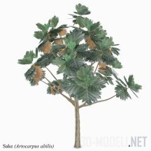 3d-модель Артокарпус (хлебное дерево)