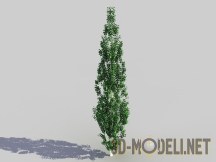 3d-модель Тополь
